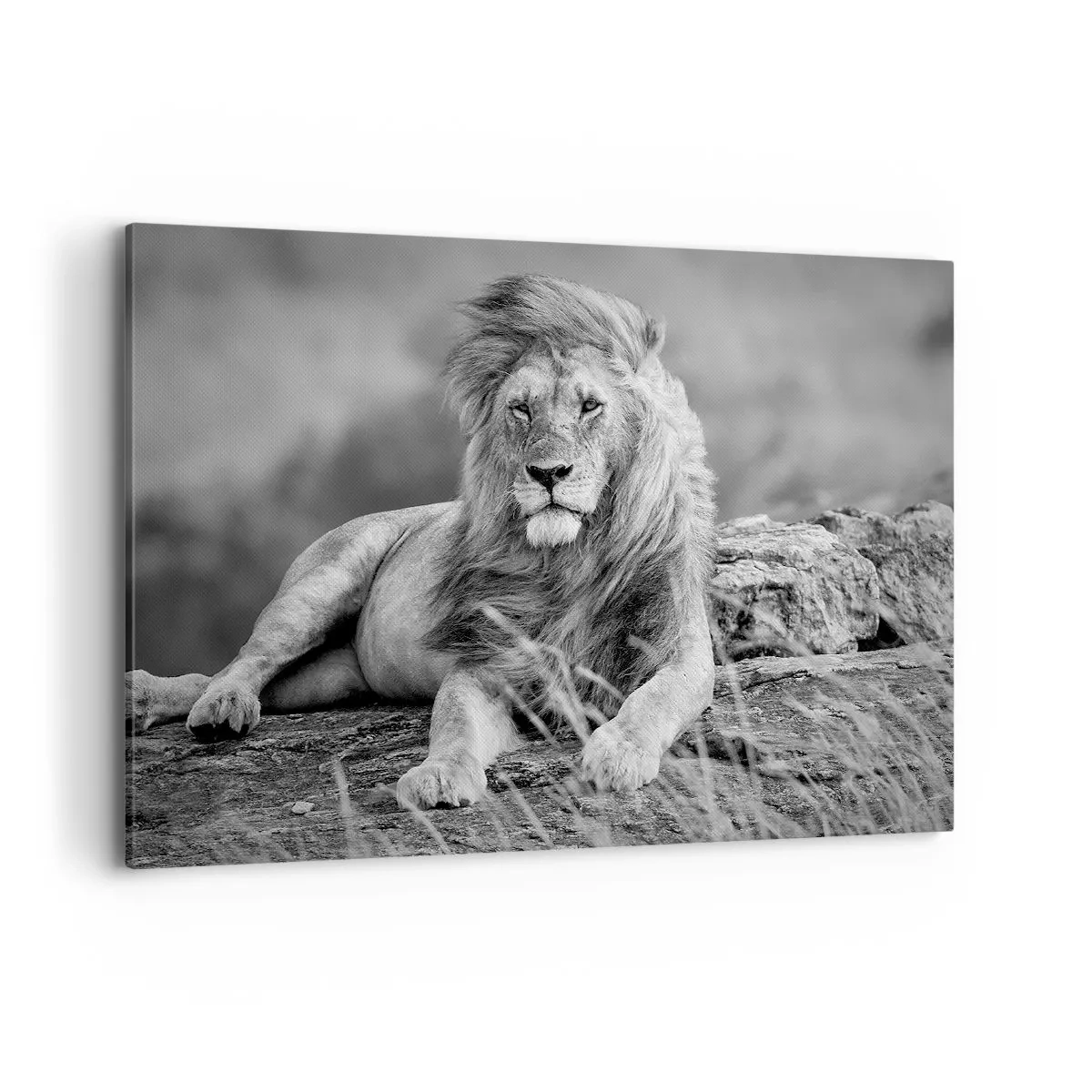 Impression sur toile - Image sur toile - Lion reposant sur un rocher dans un style monochrome - 100x70cm - Sieste royale - Décoration murale moderne pour le salon et la chambre ARTTOR