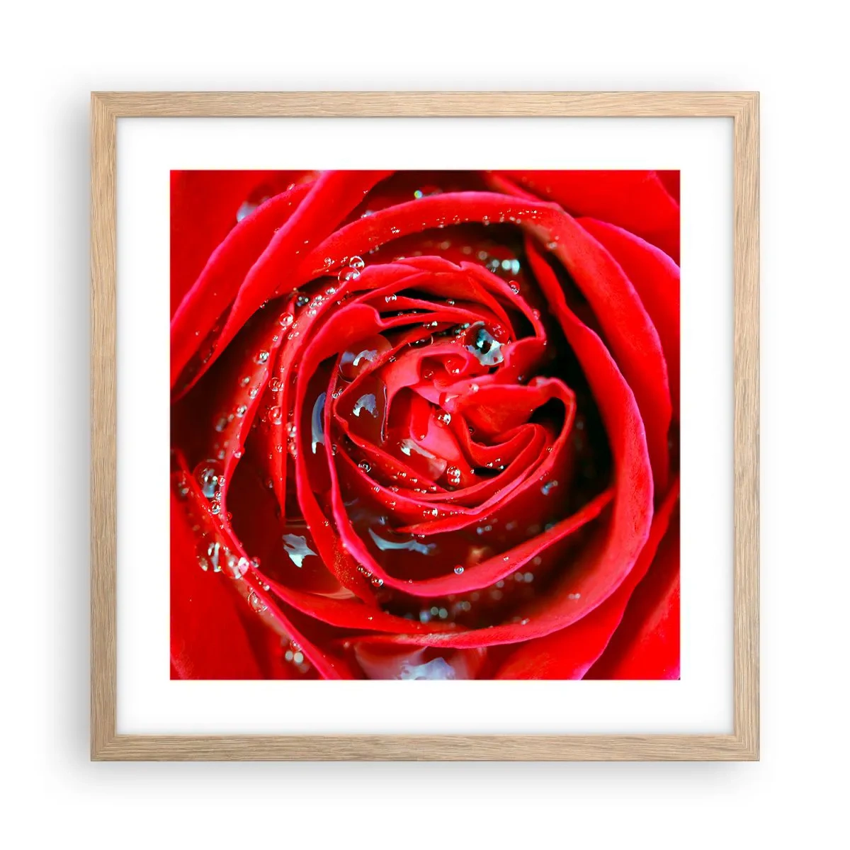 Affiche dans un chêne clair - Poster - Dans les gouttes de rosée - 40x40 cm