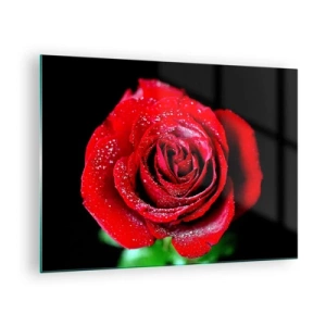 Impression sur verre - Image sur verre - Une rose rouge couverte de gouttes de rosée sur un fond sombre - 70x50cm - C'est ça l'amour - Décoration murale moderne pour le salon et la chambre ARTTOR