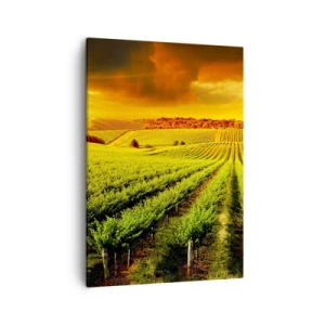 Impression sur toile - Image sur toile - Des vignes dorées illuminées par les rayons du soleil - 50x70cm - Sous le soleil australien - Décoration murale moderne pour le salon et la chambre ARTTOR