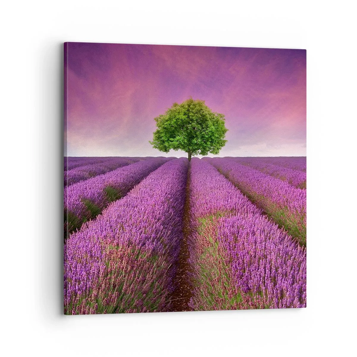 Impression sur toile - Image sur toile - Dans un champs de lavande - 70x70 cm