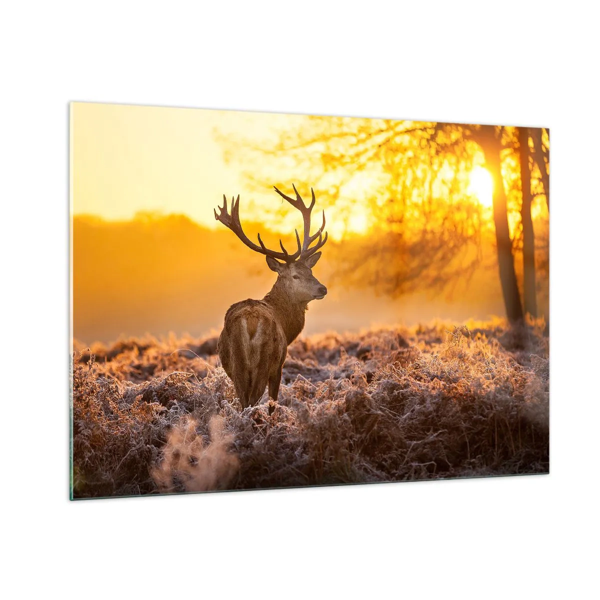 Impression sur verre - Image sur verre - Cerf dans les rayons du soleil levant - 100x70cm - Roi de la forêt automnal - Décoration murale moderne pour le salon et la chambre ARTTOR