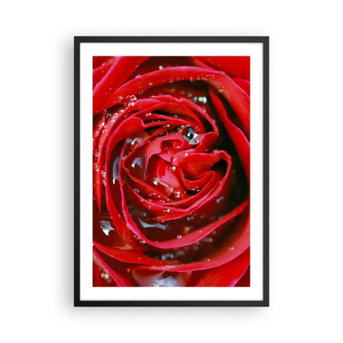 Affiche dans un cadre noir - Poster - Gros plan d'une rose rouge avec des gouttes d'eau - 50x70cm - Dans les gouttes de rosée - Décoration murale moderne pour le salon et la chambre ARTTOR