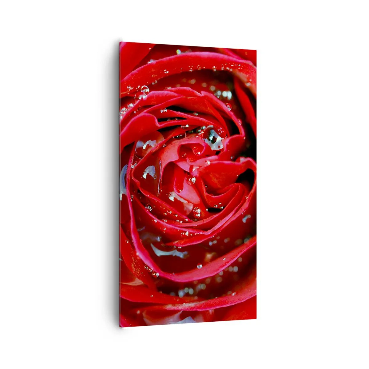 Impression sur toile - Image sur toile - Dans les gouttes de rosée - 65x120 cm