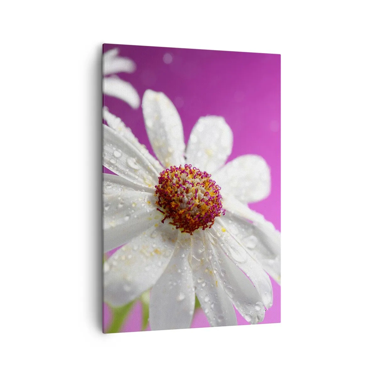 Impression sur toile - Image sur toile - Une marguerite blanche recouverte de gouttes d'eau sur un fond rose - 70x100cm - Modeste dans sa beauté - Décoration murale moderne pour le salon et la chambre ARTTOR