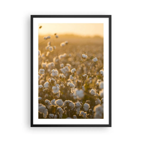 Affiche dans un cadre noir - Poster - Un champ de coton dans la chaude lumière du soleil couchant - 50x70cm - Champ moelleux - Décoration murale moderne pour le salon et la chambre ARTTOR