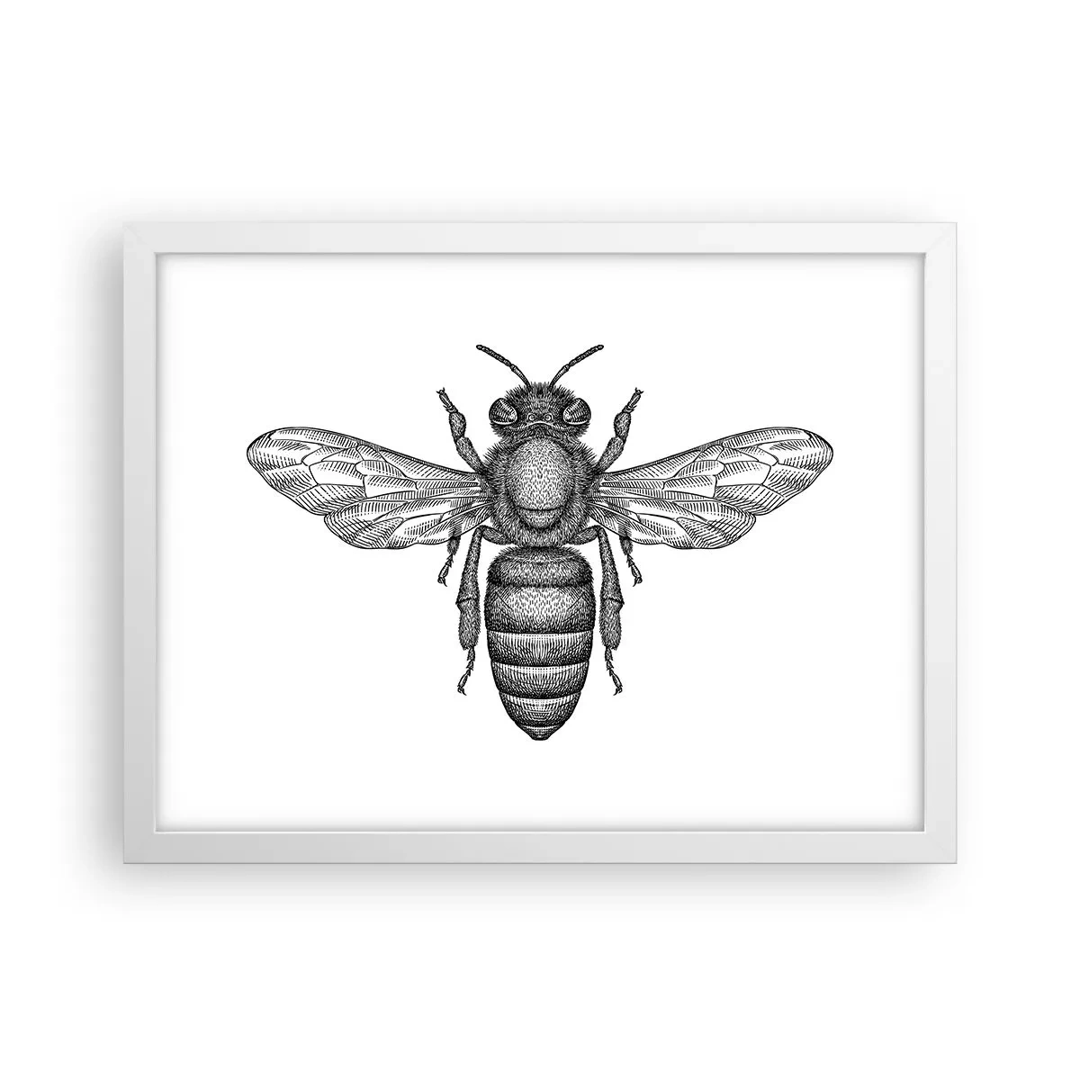 Affiche dans un cadre blanc - Poster - Portrait d'insecte - 40x30 cm