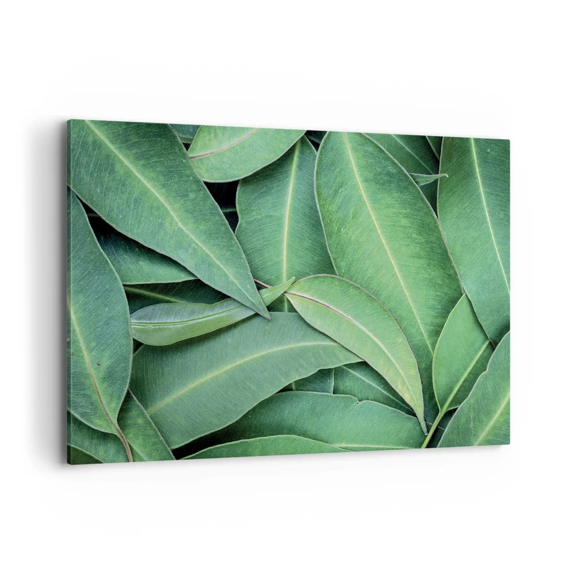 Impression sur toile - Image sur toile - Gros plan de feuilles vertes créant un motif naturel - 100x70cm - Juteux et frais - Décoration murale moderne pour le salon et la chambre ARTTOR