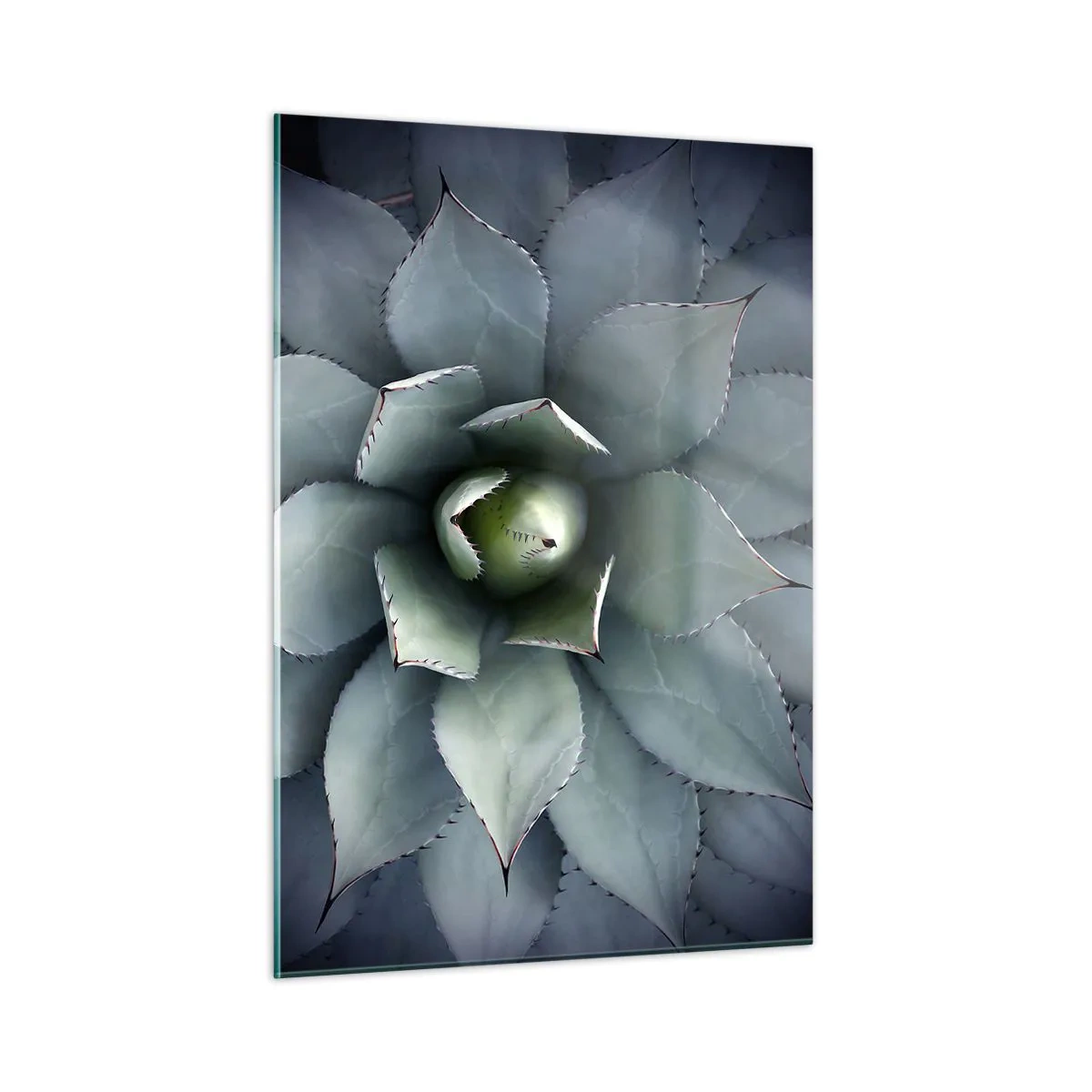 Impression sur verre - Image sur verre - Gros plan des feuilles d'agave symétriques de couleur acier. - 50x70cm - Wabi et observe - Décoration murale moderne pour le salon et la chambre ARTTOR