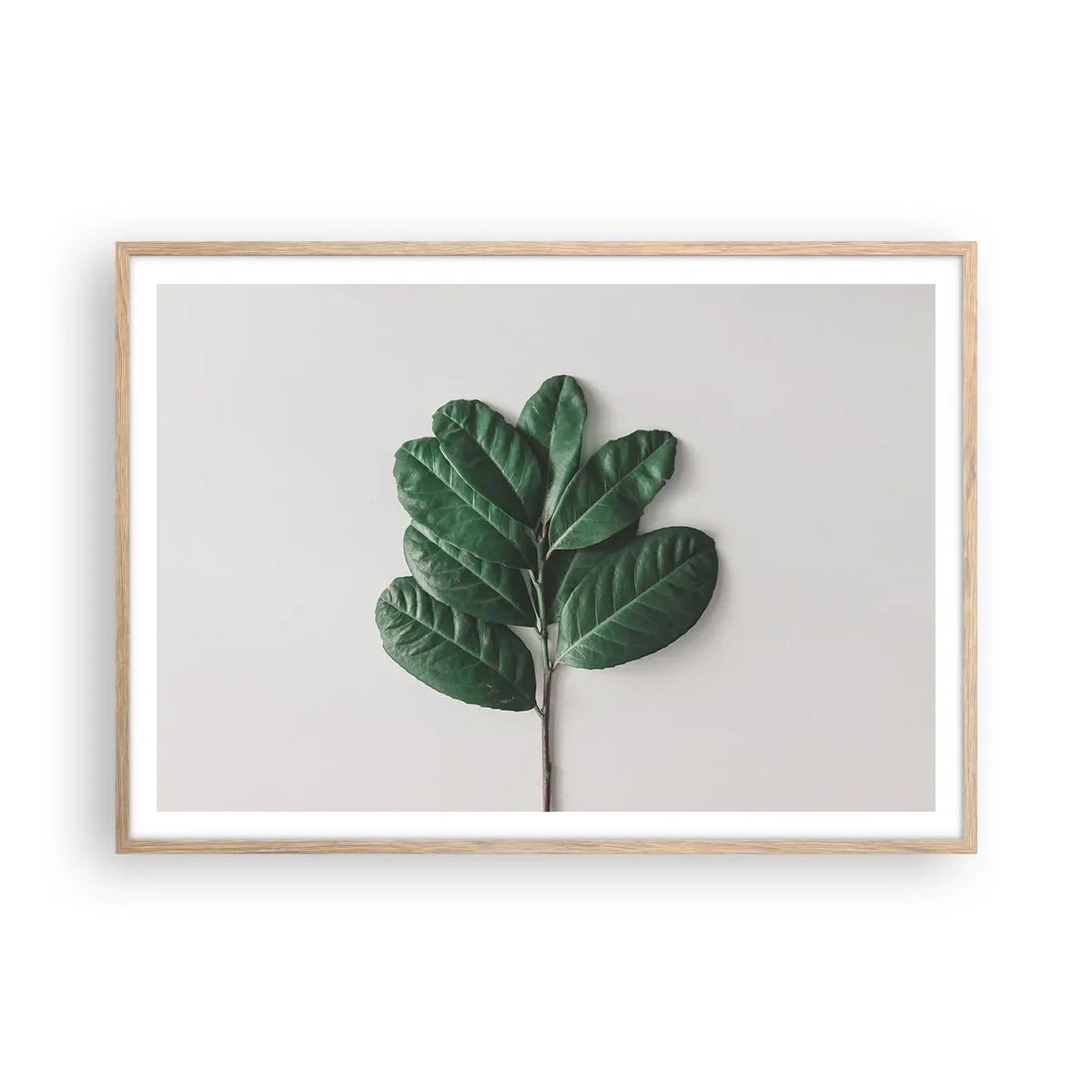 Affiche dans un chêne clair - Poster - Dessin de la nature elle-même - 100x70 cm