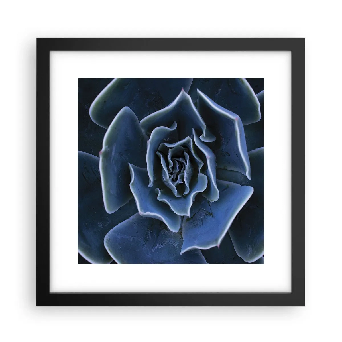 Affiche dans un cadre noir - Poster - Fleur du désert - 30x30 cm