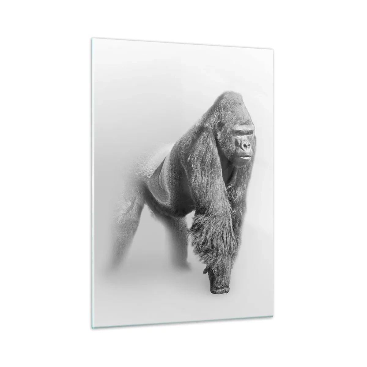 Impression sur verre - Image sur verre - Portrait noir et blanc d'un gorille majestueux sur fond blanc - 50x70cm - Confiant en sa force - Décoration murale moderne pour le salon et la chambre ARTTOR