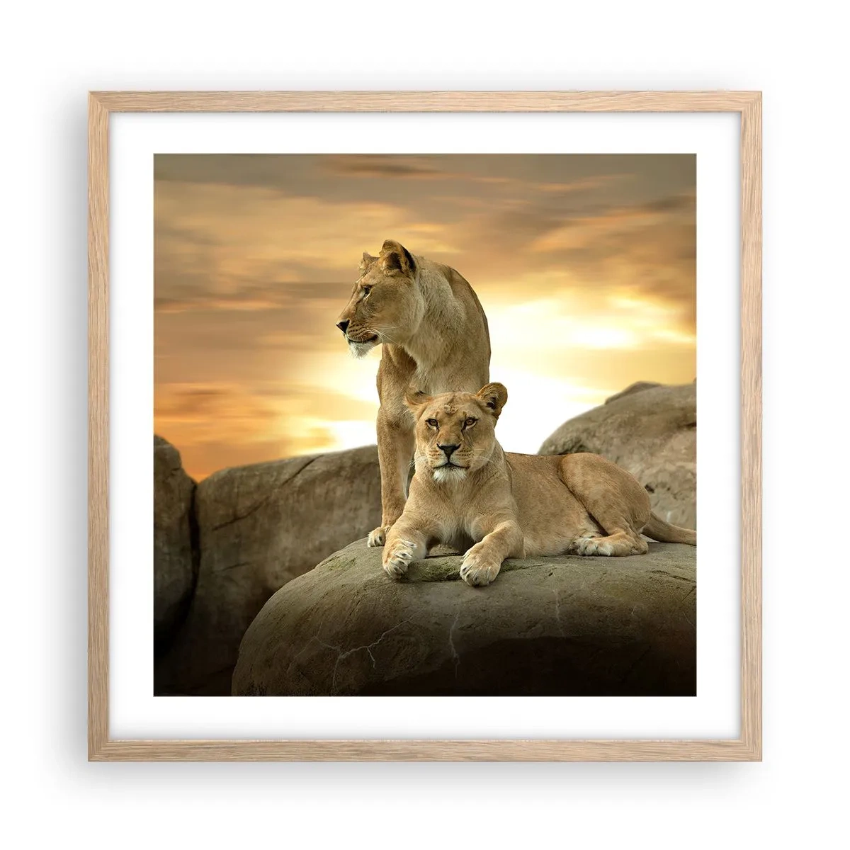 Affiche dans un chêne clair - Poster - Majesté royale - 50x50 cm