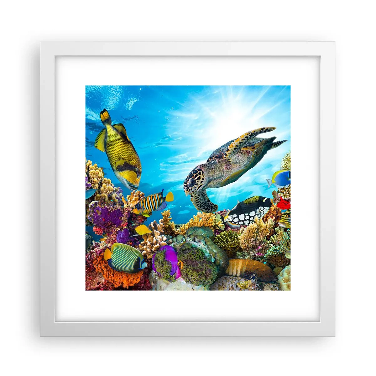 Affiche dans un cadre blanc - Poster - Promenade de corail - 30x30 cm