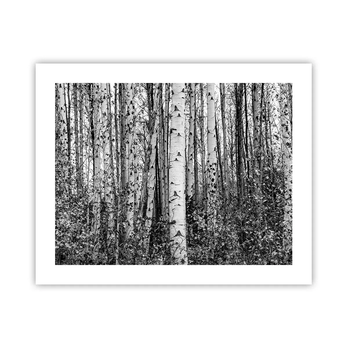 Affiche - Poster - Enchevêtrement de bouleau - 50x40 cm