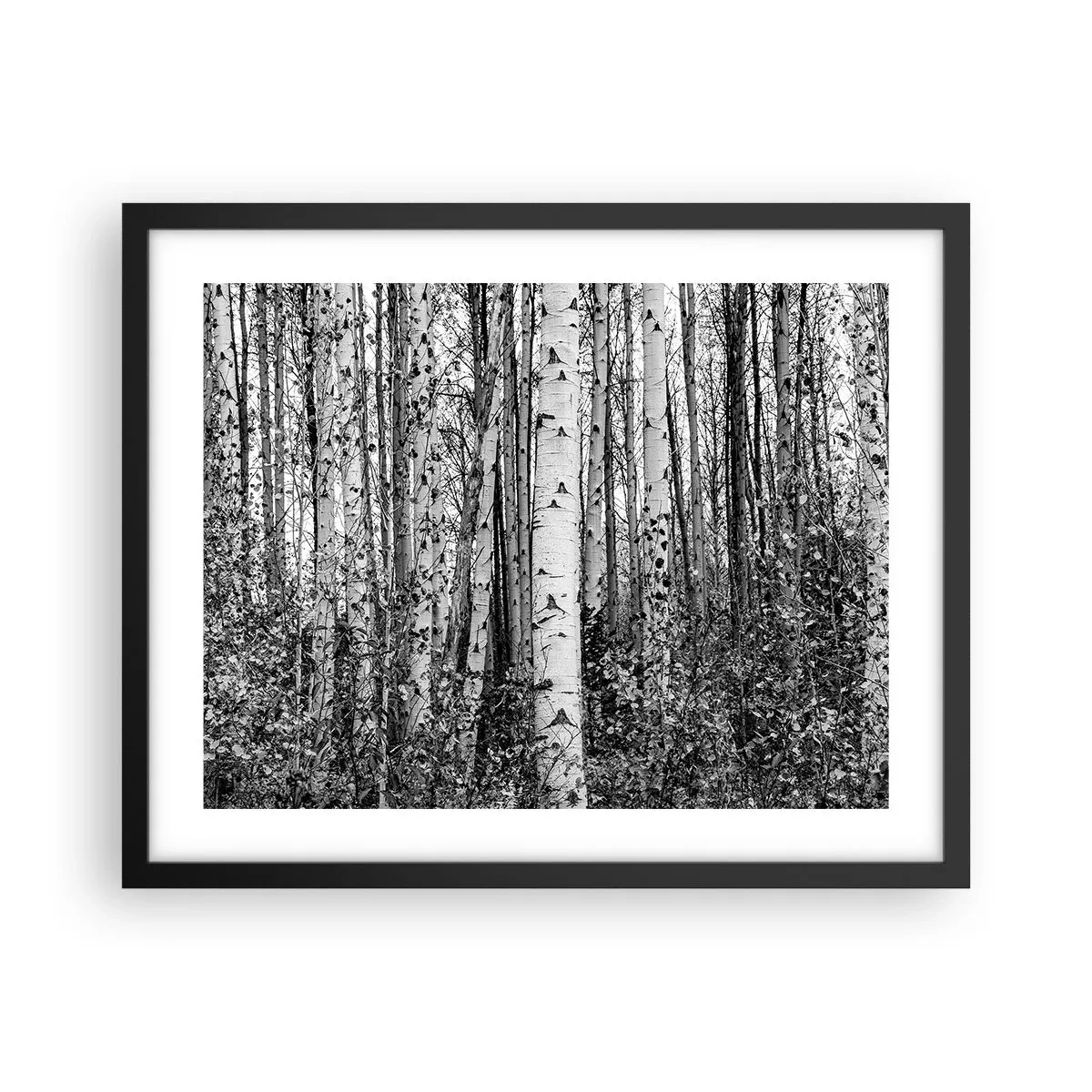 Affiche dans un cadre noir - Poster - Enchevêtrement de bouleau - 50x40 cm