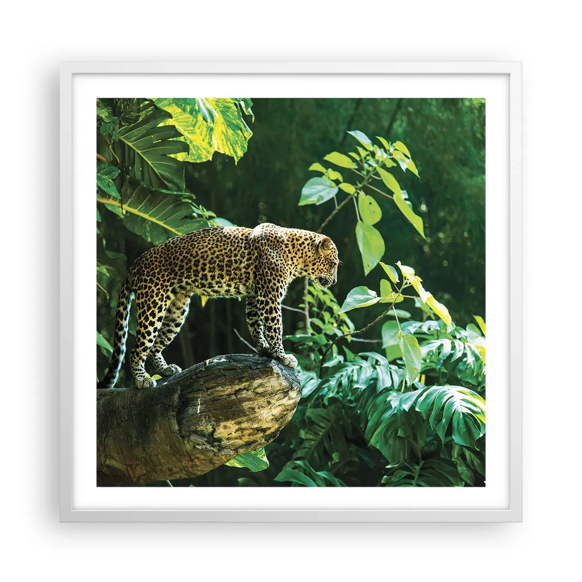 Affiche dans un cadre blanc - Poster - À la chasse? - 60x60 cm