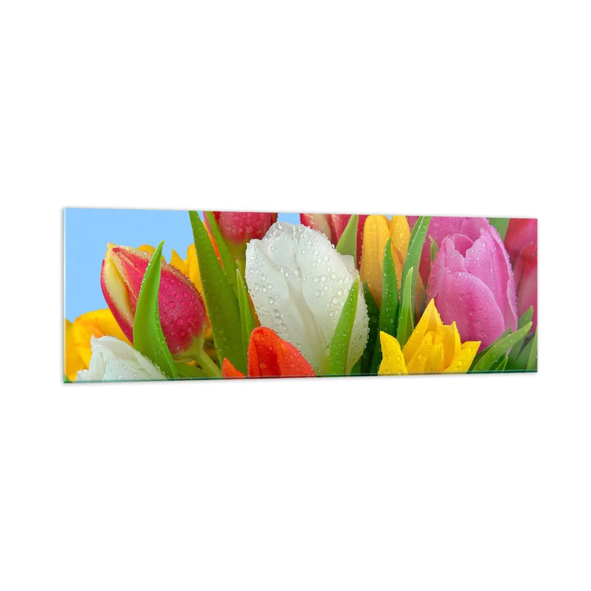 Impression sur verre - Image sur verre - Tulipes colorées couvertes de gouttes de rosée sur fond bleu - 160x50cm - Un arc-en-ciel fleuri en gouttes de rosée - Décoration murale moderne pour le salon et la chambre ARTTOR