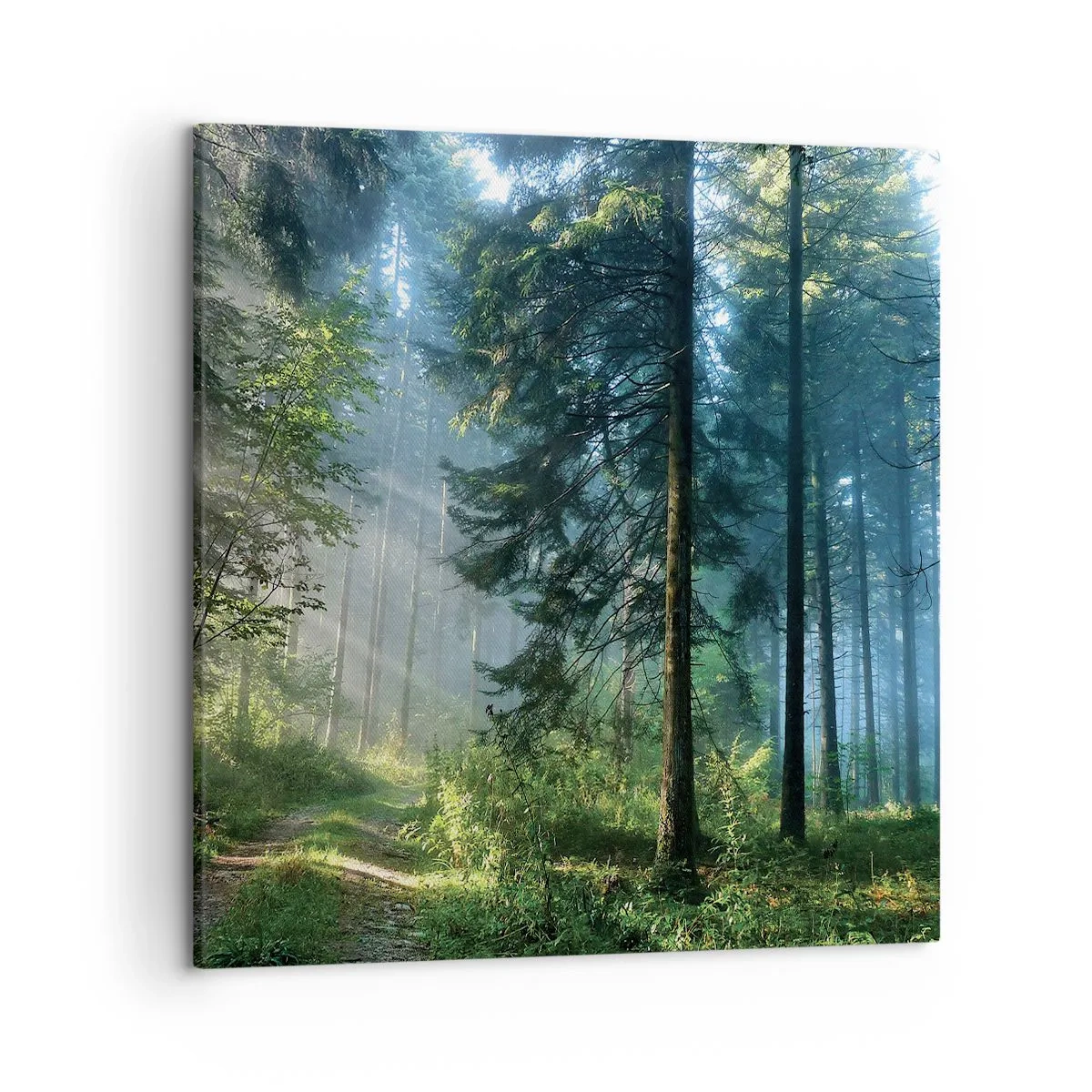Impression sur toile - Image sur toile - Rayonnant le matin - 50x50 cm