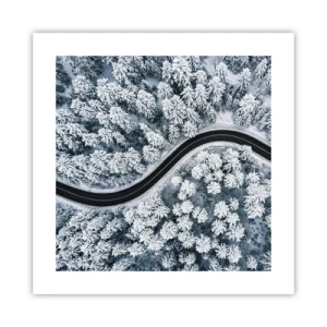 Affiche - Poster - À travers une forêt d'hiver - 40x40 cm