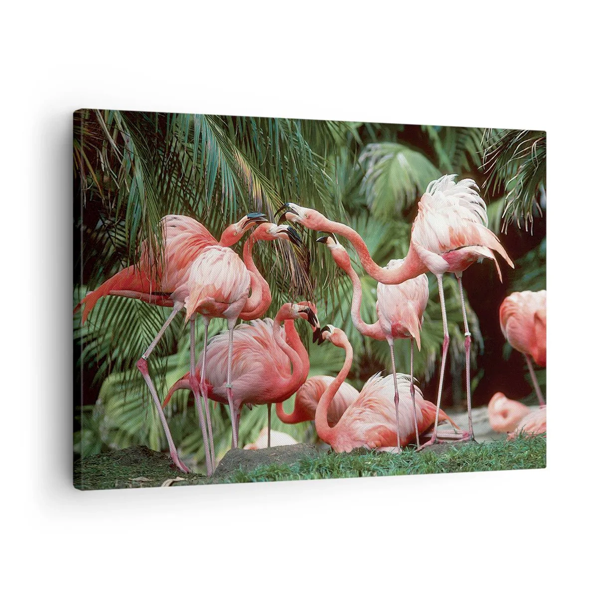 Impression sur toile - Image sur toile - Un groupe de flamants roses dans un cadre tropical entouré de palmiers - 70x50cm - Potins d'après-midi - Décoration murale moderne pour le salon et la chambre ARTTOR