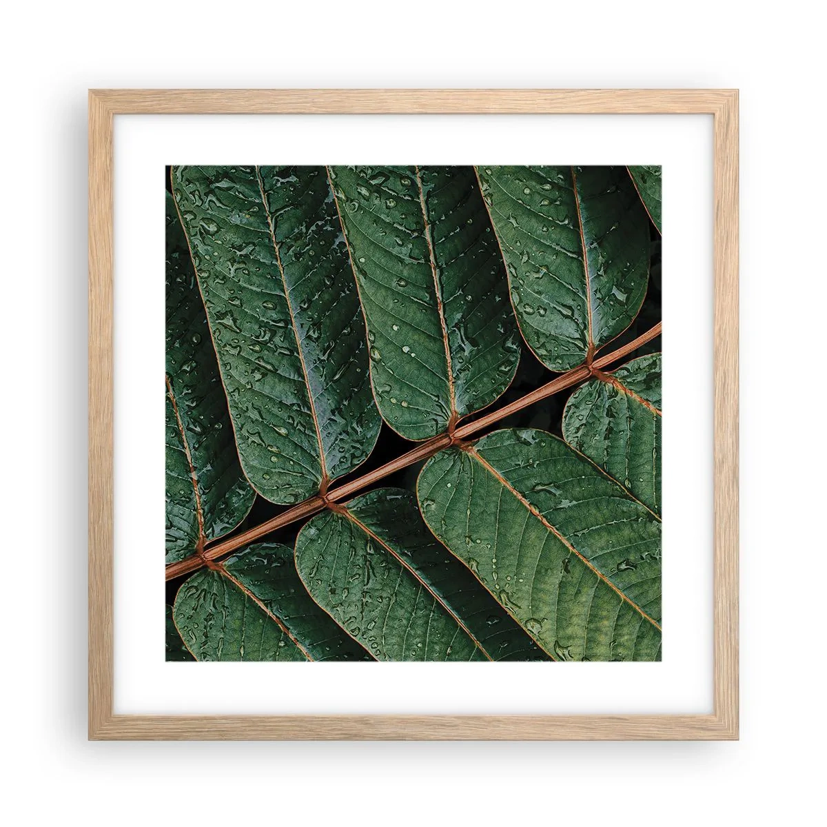 Affiche dans un chêne clair - Poster - Au rythme de la verdure - 40x40 cm