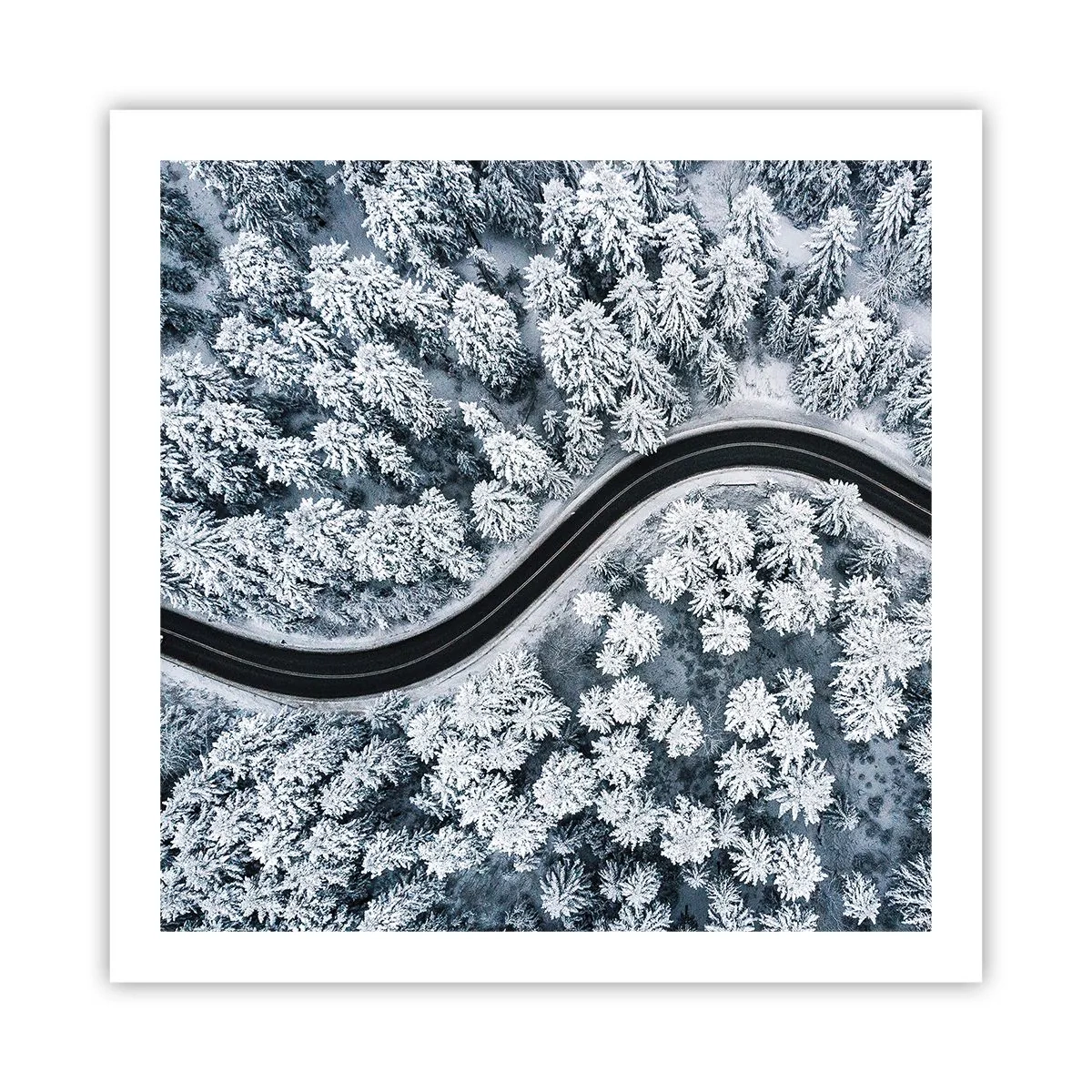 Affiche - Poster - À travers une forêt d'hiver - 60x60 cm