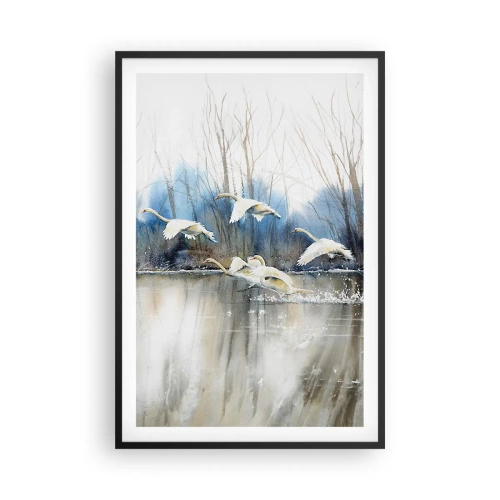 Affiche dans un cadre noir - Poster - Comme dans un conte de fées sur les cygnes sauvages - 61x91 cm