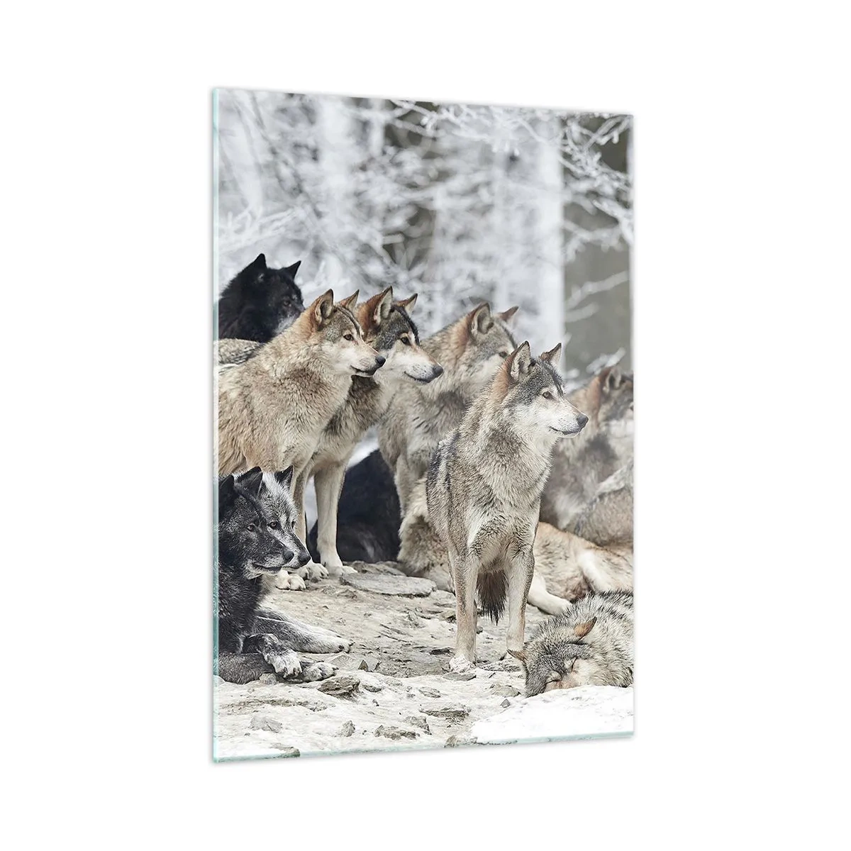 Impression sur verre - Image sur verre - Une meute de loups dans la forêt d'hiver - 50x70cm - Famille et amis - Décoration murale moderne pour le salon et la chambre ARTTOR