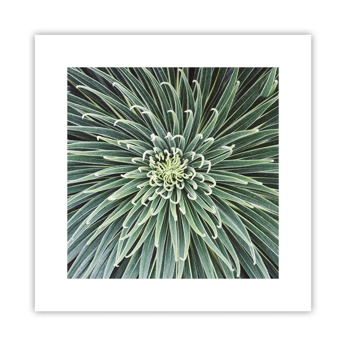 Affiche - Poster - Naissance d'une étoile - 30x30 cm