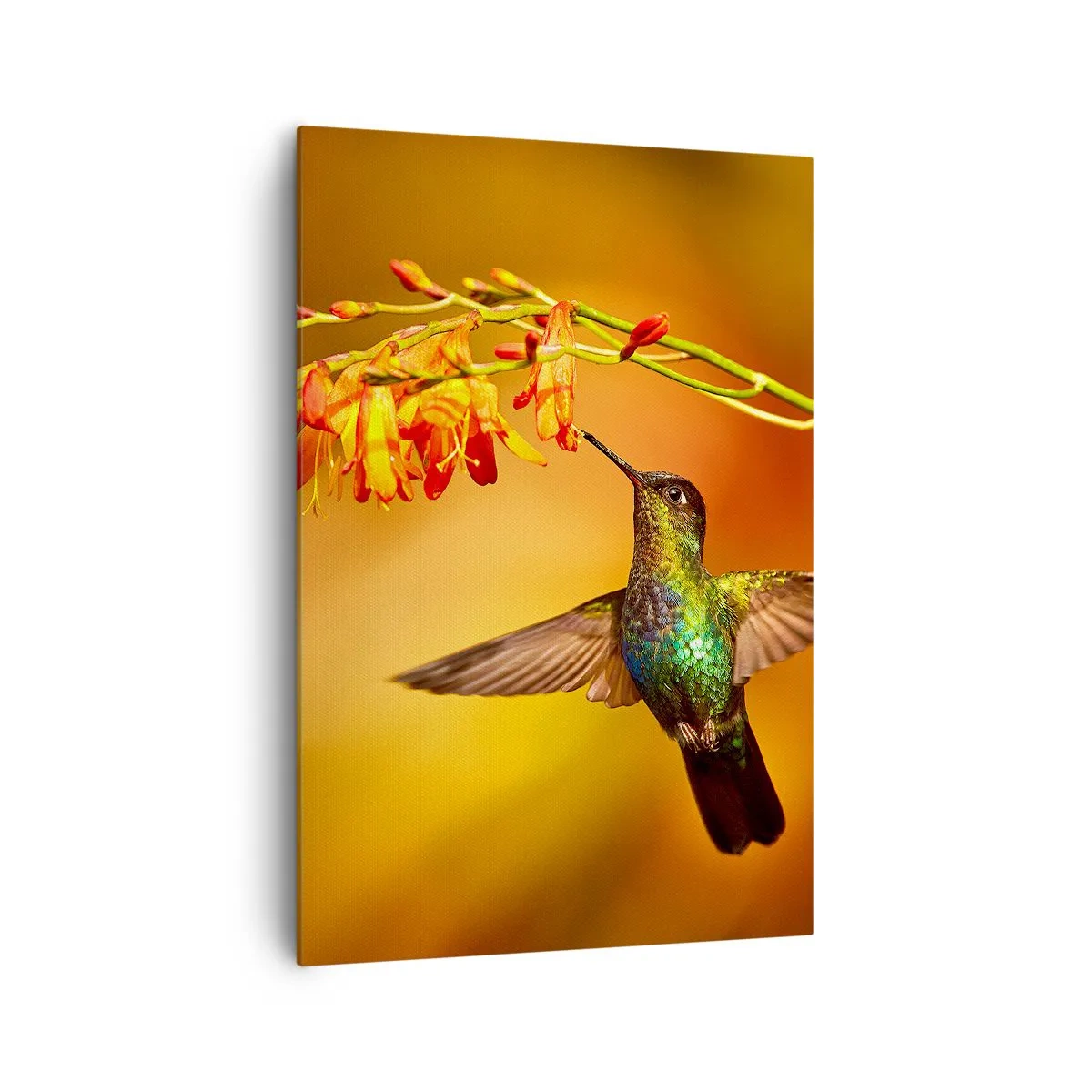 Impression sur toile - Image sur toile - Colibri près d'une fleur dans la lumière chaude - 70x100cm - Un messager de lumière selon les Mayas - Décoration murale moderne pour le salon et la chambre ARTTOR