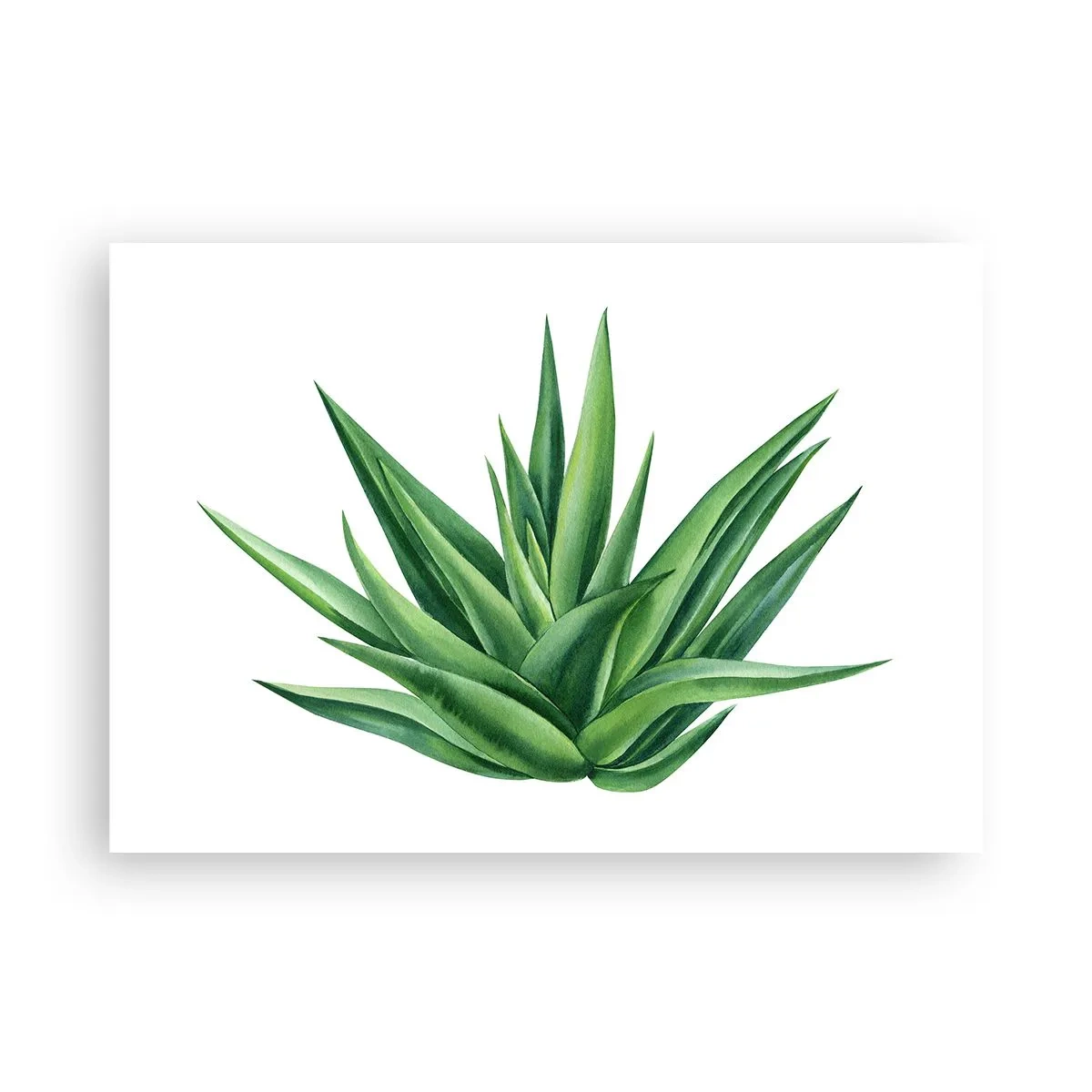 Affiche - Poster - Une plante verte juteuse sur fond blanc - 100x70cm - Vert – force – vie - Décoration murale moderne pour le salon et la chambre ARTTOR