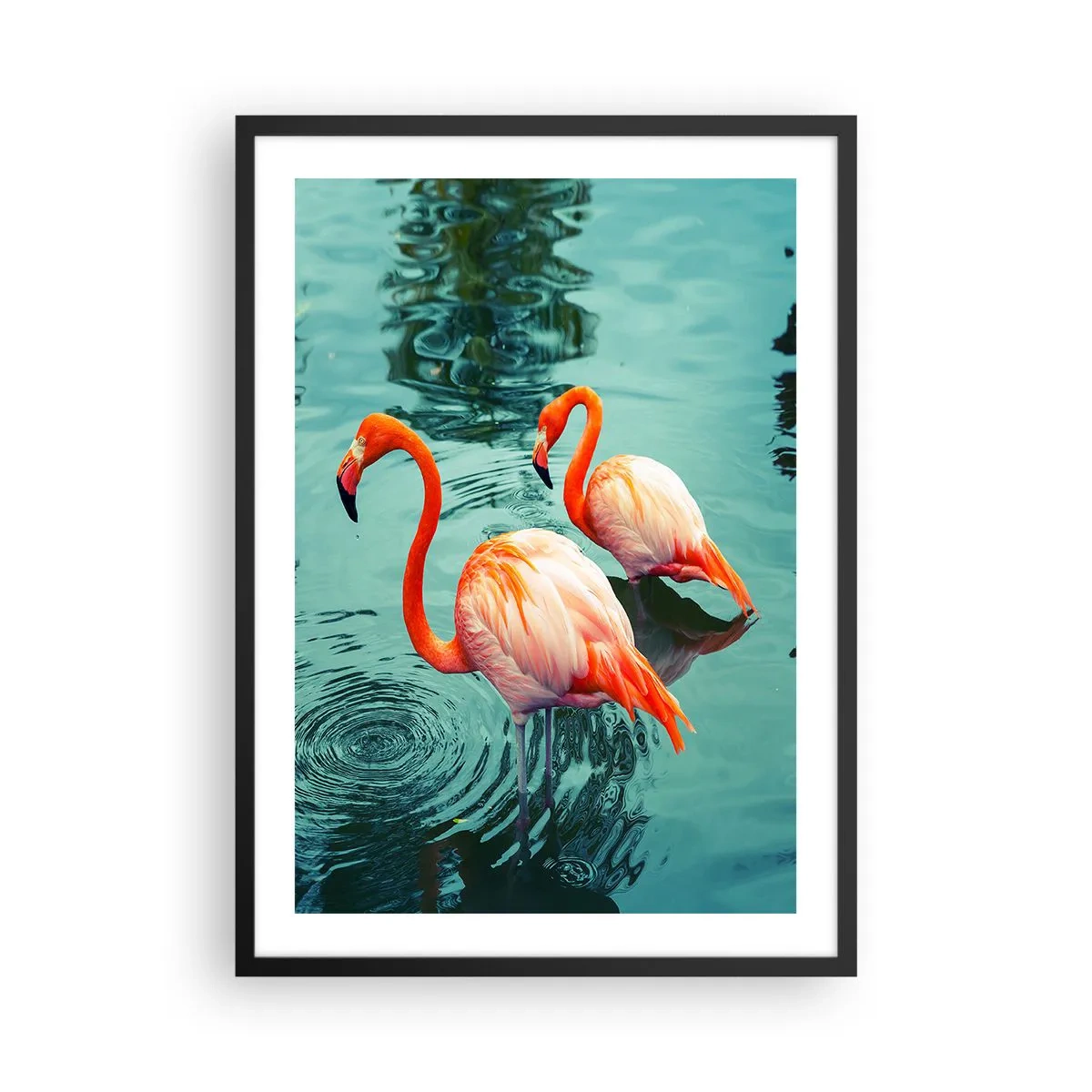Affiche dans un cadre noir - Poster - Deux flamants roses sur fond d'eau calme - 50x70cm - Nous sommes à la mode maintenant - Décoration murale moderne pour le salon et la chambre ARTTOR