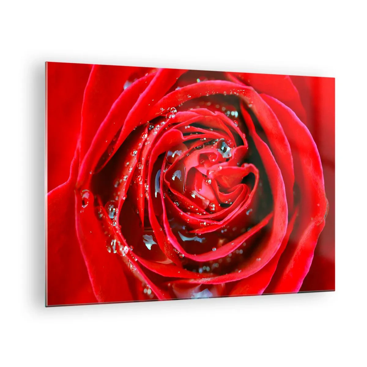 Impression sur verre - Image sur verre - Gros plan d'une rose rouge avec des gouttes de rosée - 70x50cm - Dans les gouttes de rosée - Décoration murale moderne pour le salon et la chambre ARTTOR