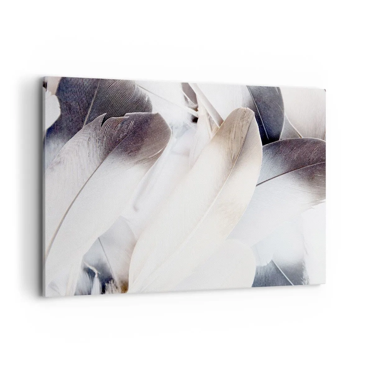 Impression sur toile - Image sur toile - Gros plan de plumes délicates dans des tons de blanc et de gris - 100x70cm - Presque angélique - Décoration murale moderne pour le salon et la chambre ARTTOR