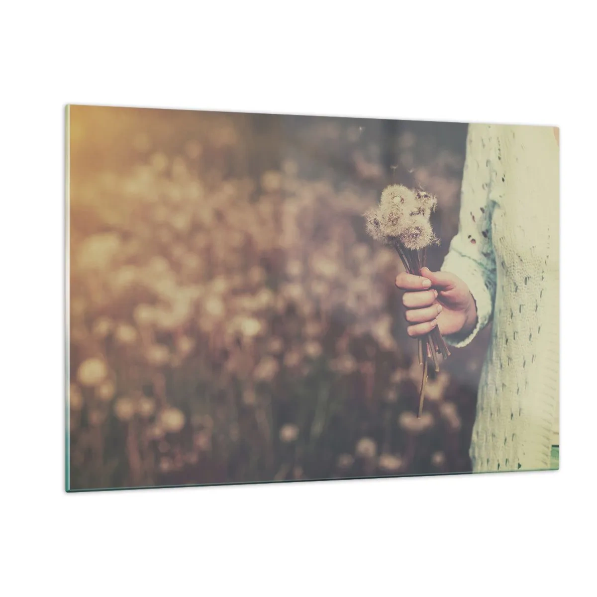 Impression sur verre - Image sur verre - Une main tenant un bouquet de pissenlits sur un champ flou - 120x80cm - Merci de les garder - Décoration murale moderne pour le salon et la chambre ARTTOR
