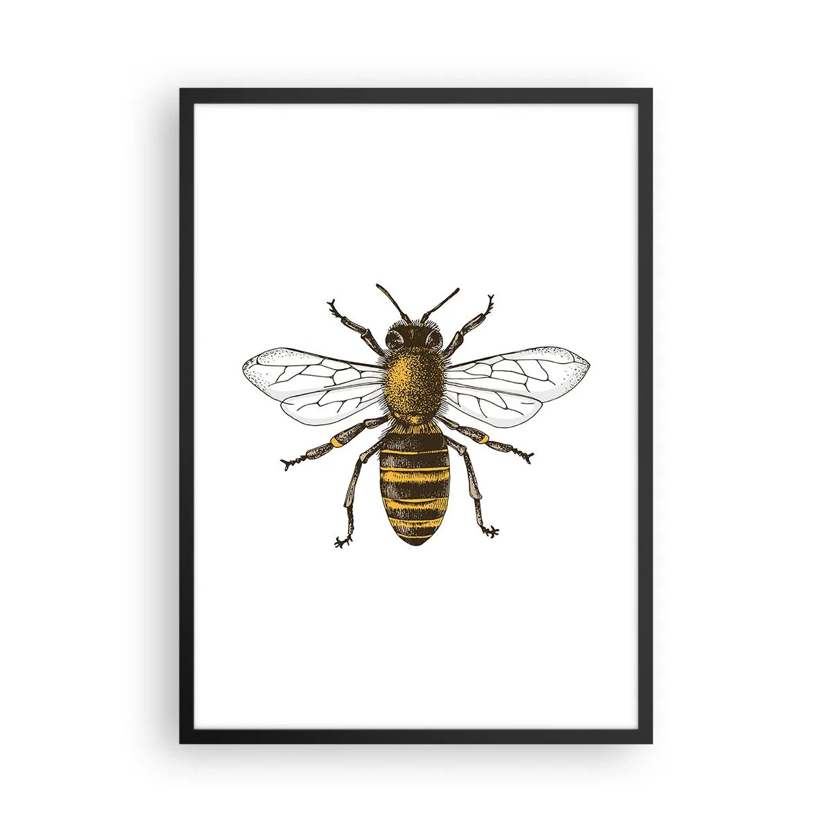 Affiche dans un cadre noir - Poster - Illustration détaillée d'une abeille vintage - 50x70cm - Belle et bonne - Décoration murale moderne pour le salon et la chambre ARTTOR