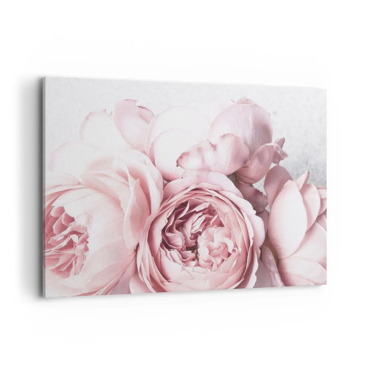 Impression sur toile - Image sur toile - Pivoines roses dans une lumière douce sur un fond clair - 100x70cm - Pour les romantiques - Décoration murale moderne pour le salon et la chambre ARTTOR