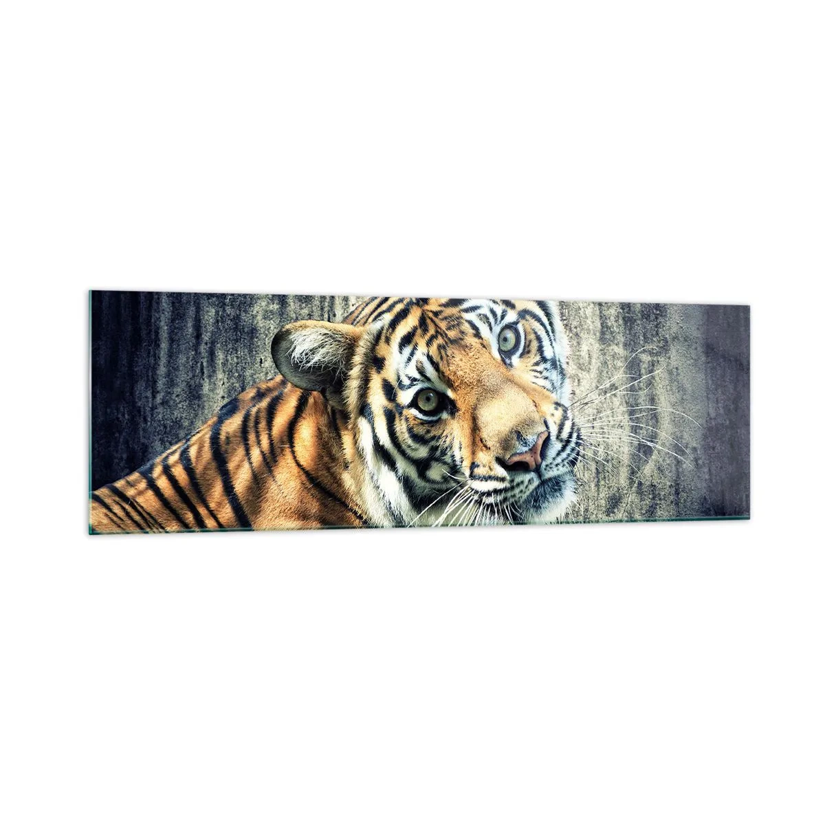 Impression sur verre - Image sur verre - Un tigre couché contre un mur à la texture rugueuse - 160x50cm - Portrait dans les flots de lumière - Décoration murale moderne pour le salon et la chambre ARTTOR
