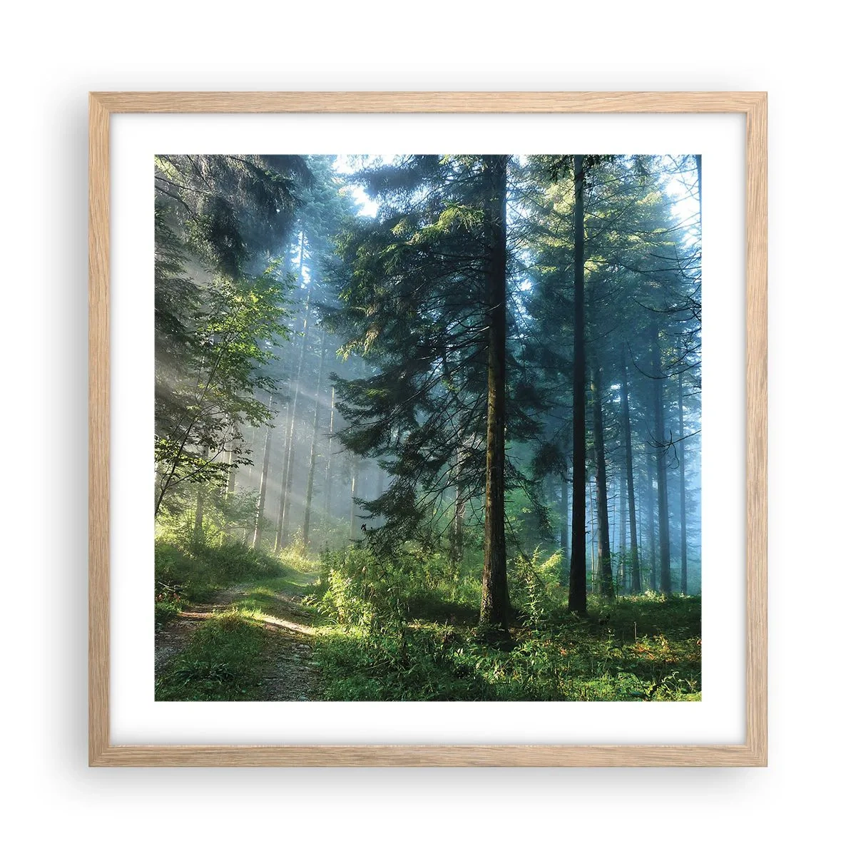 Affiche dans un chêne clair - Poster - Rayonnant le matin - 50x50 cm