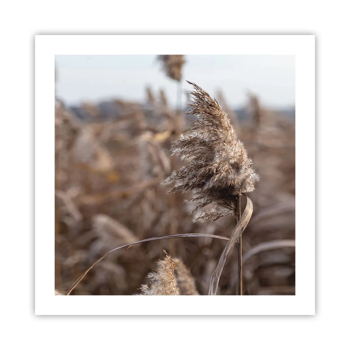 Affiche - Poster - Il est temps de s'envoler avec le vent - 50x50 cm