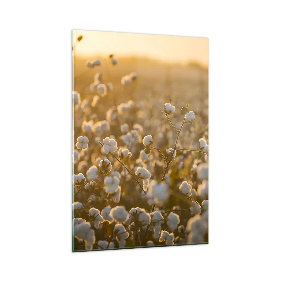 Impression sur verre - Image sur verre - Un champ de coton dans la chaude lumière du soleil couchant - 80x120cm - Champ moelleux - Décoration murale moderne pour le salon et la chambre ARTTOR