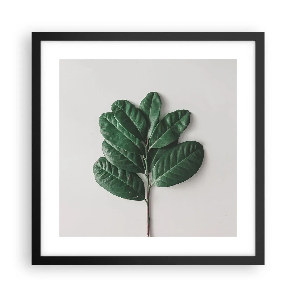 Affiche dans un cadre noir - Poster - Dessin de la nature elle-même - 40x40 cm