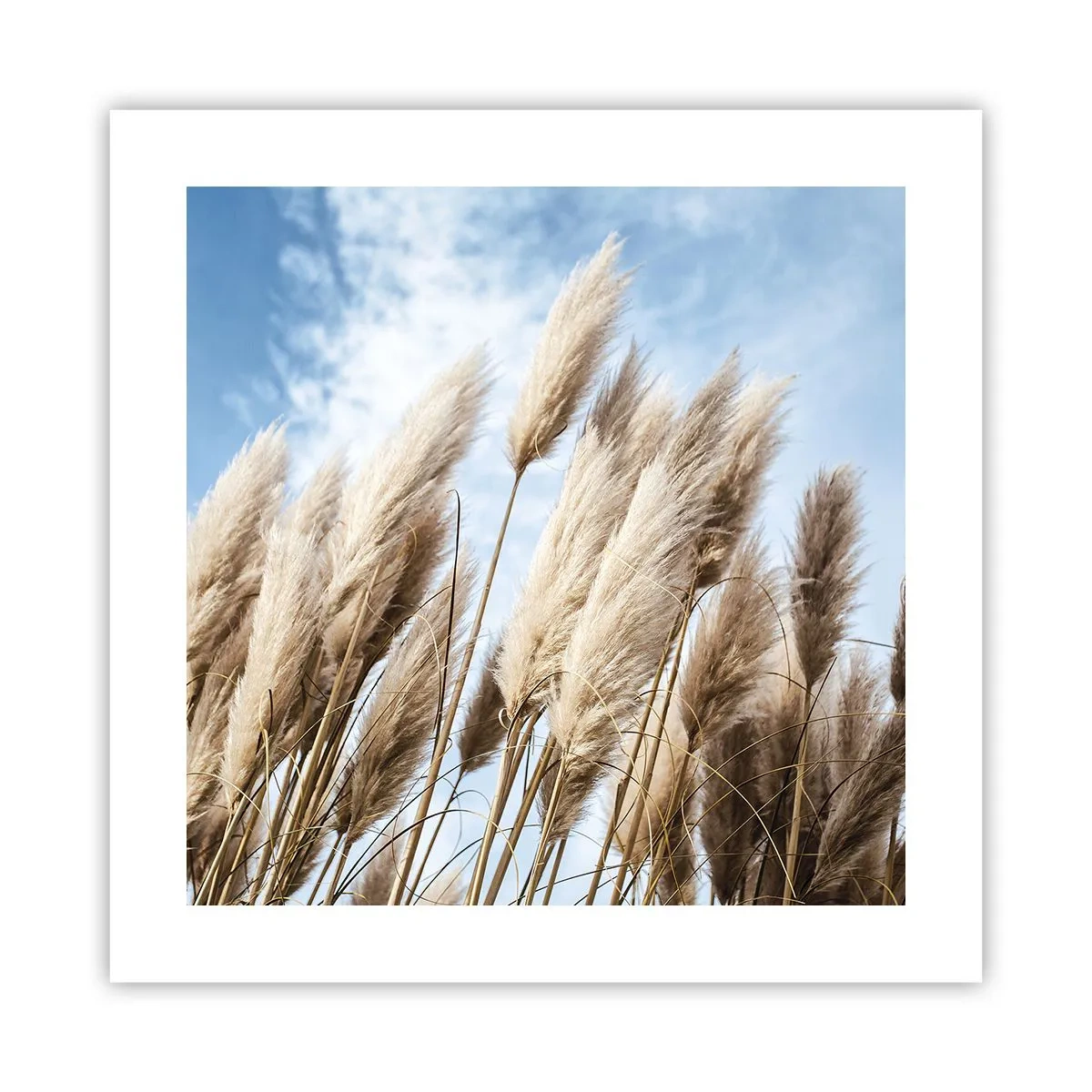 Affiche - Poster - Caresse ensoleillée et venteuse - 40x40 cm