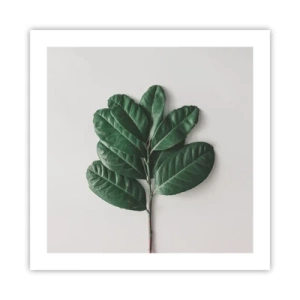 Affiche - Poster - Dessin de la nature elle-même - 50x50 cm