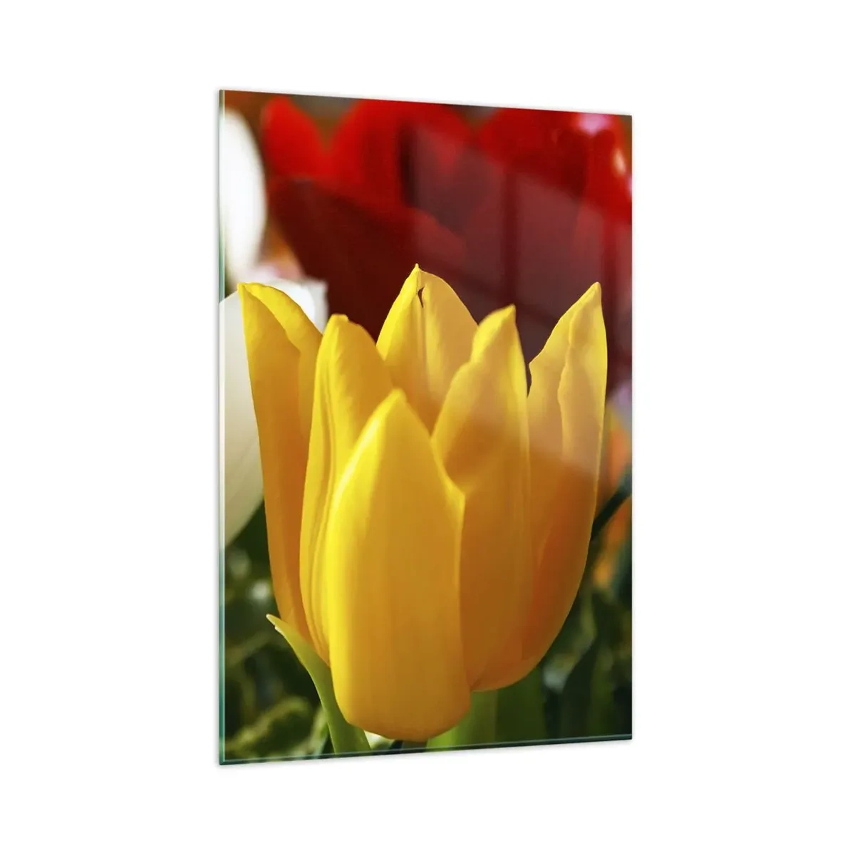 Impression sur verre - Image sur verre - Gros plan de tulipes colorées sur un fond printanier - 80x120cm - La fièvre des tulipes - Décoration murale moderne pour le salon et la chambre ARTTOR