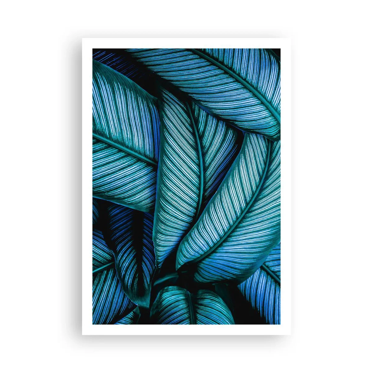 Affiche - Poster - Lignes de vie - 70x100 cm