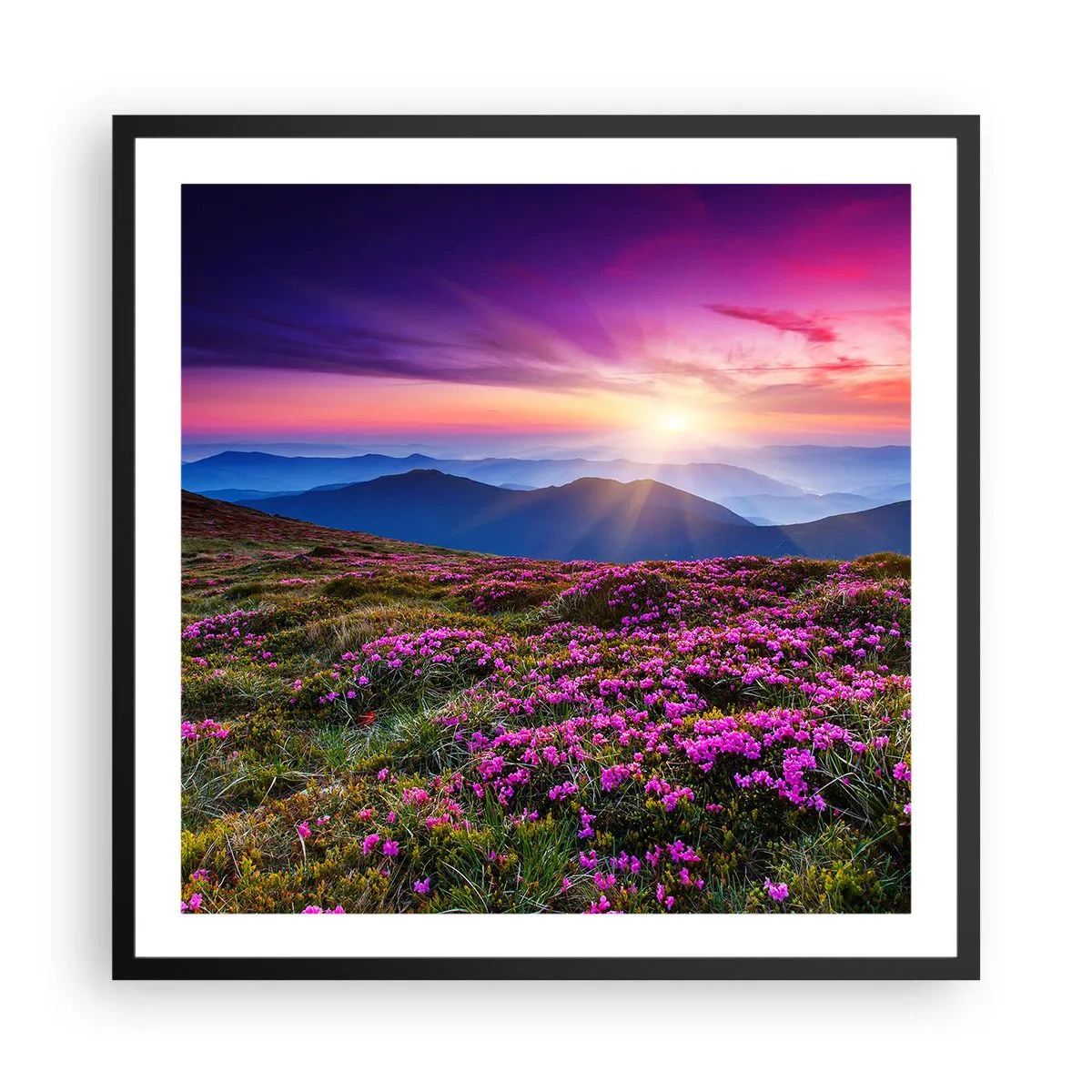 Affiche dans un cadre noir - Poster - Les herbes sentaient les grappes fraîches de la récolte - 60x60 cm