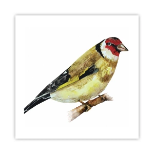 Affiche - Poster - Portrait d'oiseau - 50x50 cm