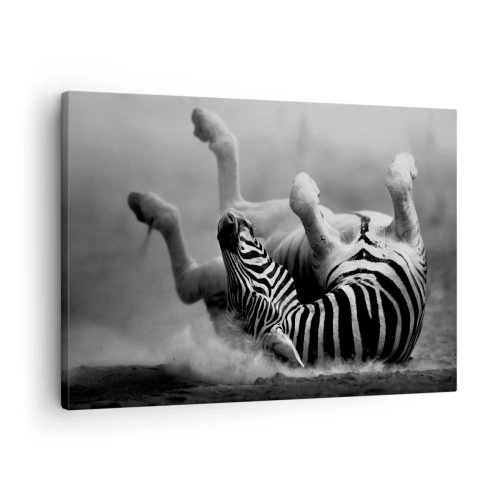 Impression sur toile - Image sur toile - Un zèbre noir et blanc se roulant dans le sable - 70x50cm - Pas uniquement le cheval en rirait - Décoration murale moderne pour le salon et la chambre ARTTOR